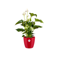 brussels diamond rund 25cm lovely rot